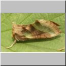 Diachrysia chrysitis - Messingeule 02.jpg